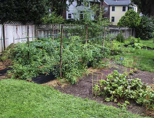 What Vegetables Should Not Be Planted Next To Each Other In A Garden