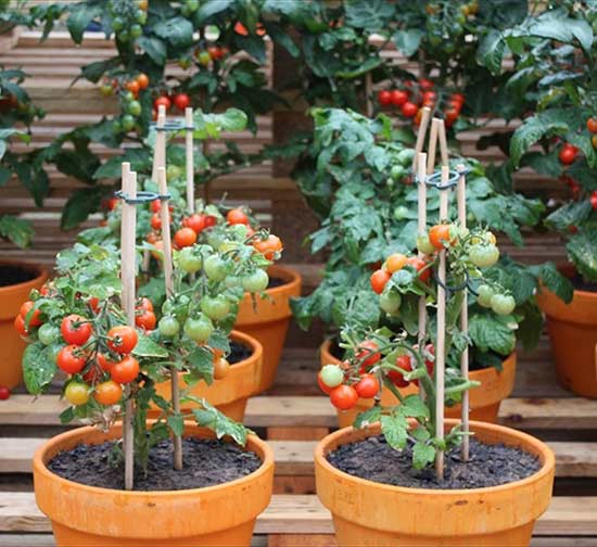 10 Vegetables That YOU Can Easily Grow In Containers DIY CREATED