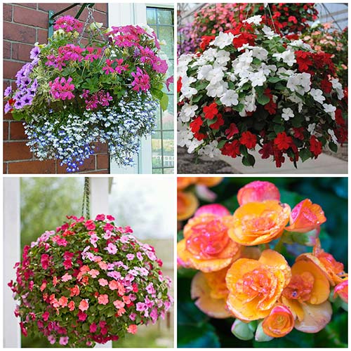 Top 10 Flowers That Look Stunning In Hanging Baskets – DIY CREATED