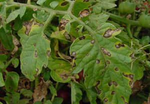 Using Copper Pennies to Help Prevent Blight on Tomato Plants? – DIY CREATED